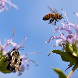 Bienen und Immen summen durch den Sommer