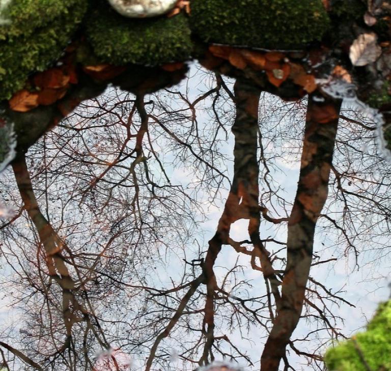 Quelle mit spiegelnden Bäumen