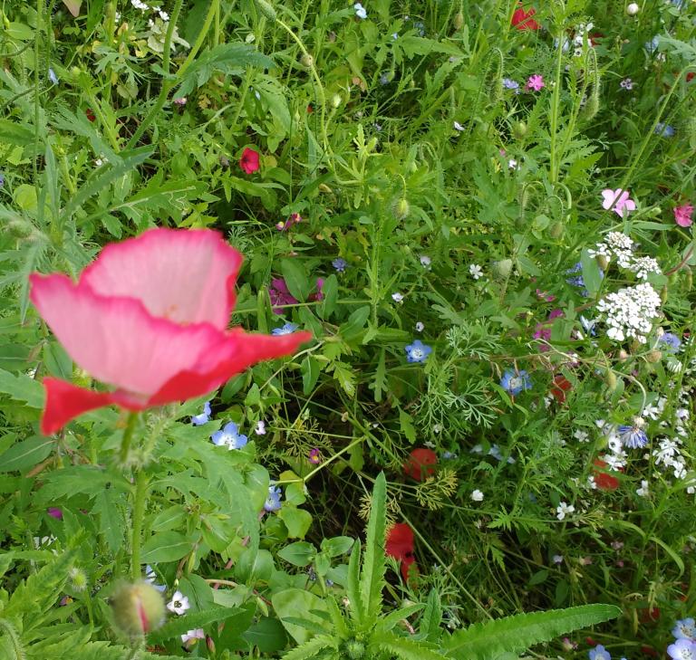 Blumenwiese mit rotem Mohn