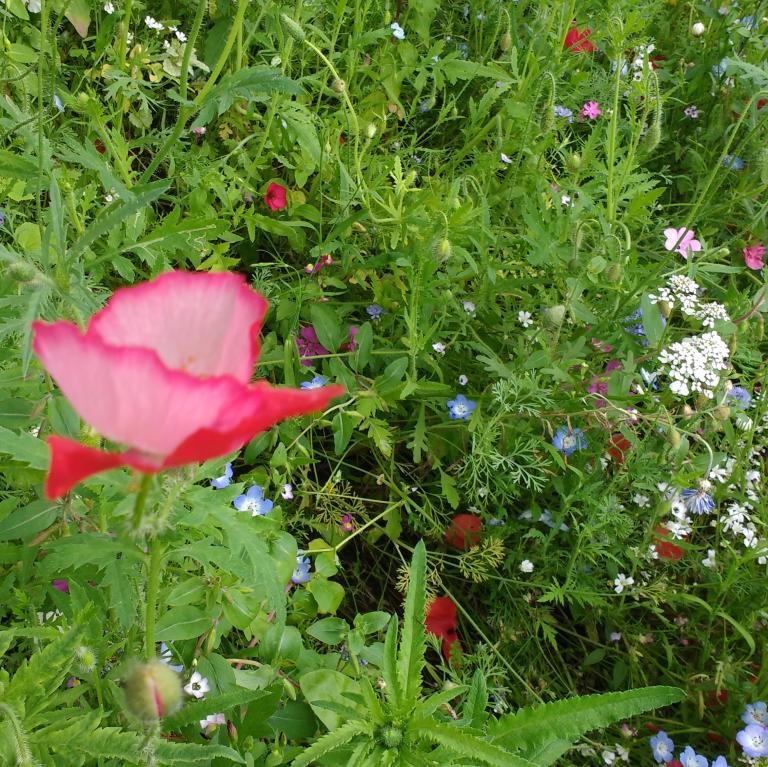 Blumenwiese mit rotem Mohn